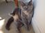 British Shorthair Peggy Zhou In Concert