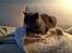 British Shorthair Peggy Zhou In Concert