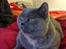 British Shorthair Peggy Zhou In Concert