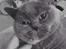 British Shorthair Peggy Zhou In Concert