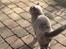 British Shorthair Peggy Zhou In Concert