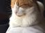 Huskat Bamse