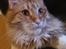 Maine Coon Obi wan kenobi
