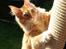 Maine Coon Obi wan kenobi