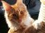 Maine Coon Obi wan kenobi