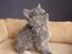Selkirk Rex  Tzatziki