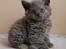 Selkirk Rex  Tzatziki