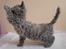 Selkirk Rex  Tzatziki