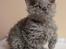 Selkirk Rex  Tzatziki