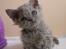 Selkirk Rex  Tzatziki