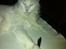 Maine Coon Zorro Ice