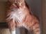 Maine Coon Obi wan kenobi
