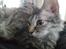 Munchkin Lille Kat