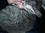 Munchkin Lille Kat