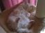 Maine Coon Sammie - Man bliver såå træt af al den krudten rundt. <3