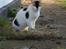 Huskat Rosie