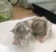 Maine Coon Valbjerggaard's Gandhi