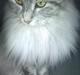 Maine Coon Liva