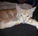 Maine Coon Monrad