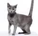 Chartreux Jacqueline du Domaine d’Ofélie