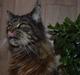 Maine Coon Odessa