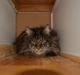 Maine Coon Basse 