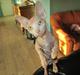 Sphynx Woddle