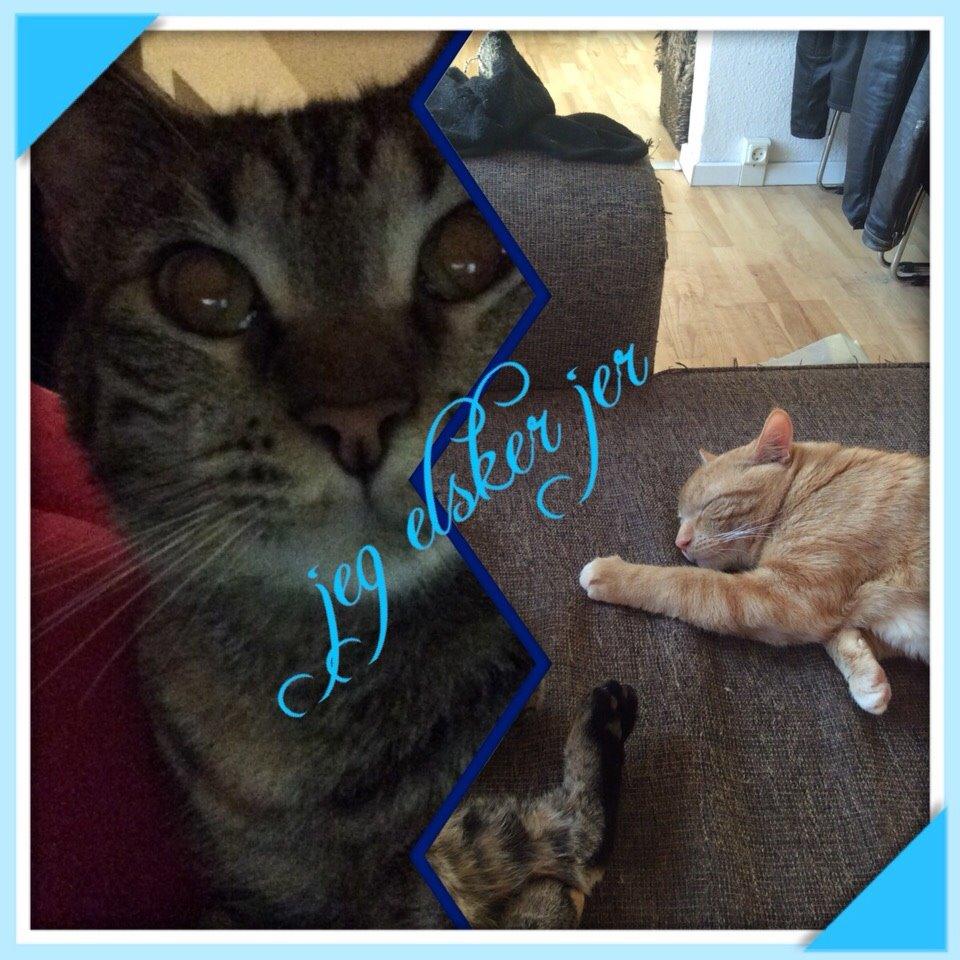 Blanding af racer Mille billede 7