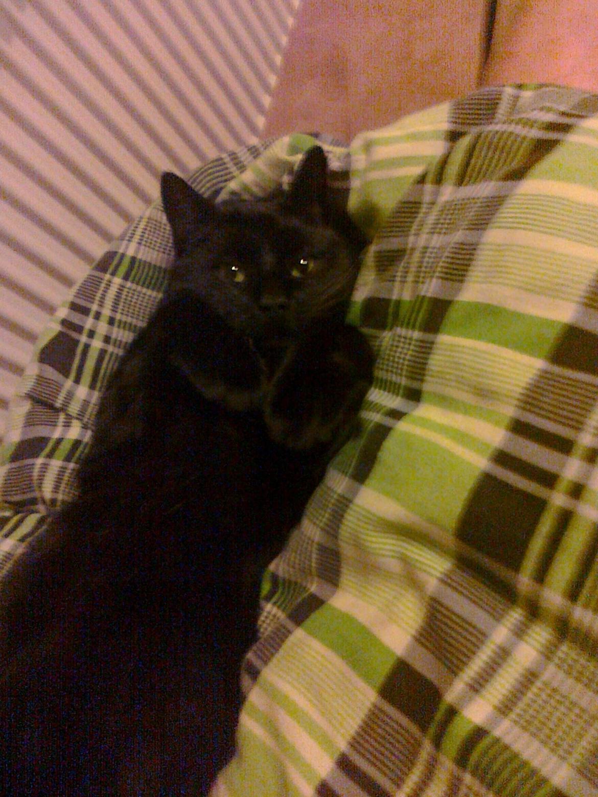 Huskat Samba - Nusser ! <3 billede 7