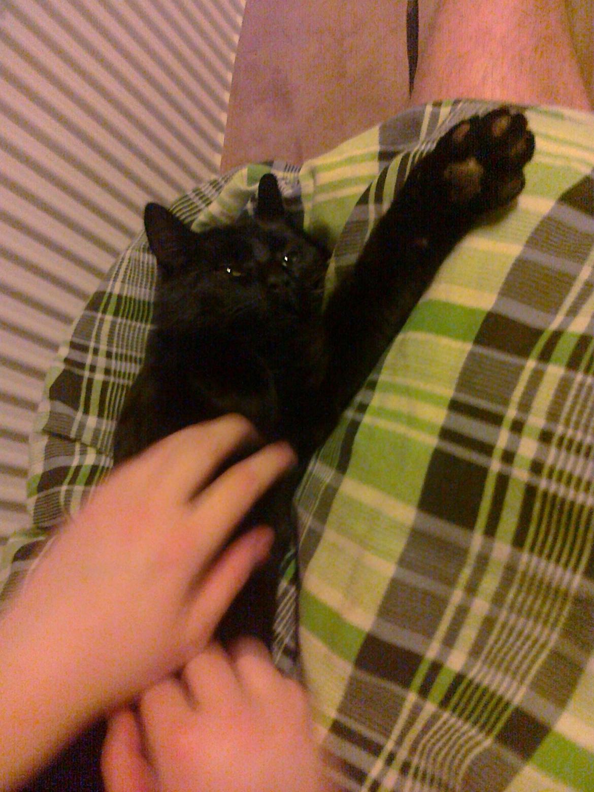 Huskat Samba - Uhha der er en der har det godt ! :D <3  billede 8