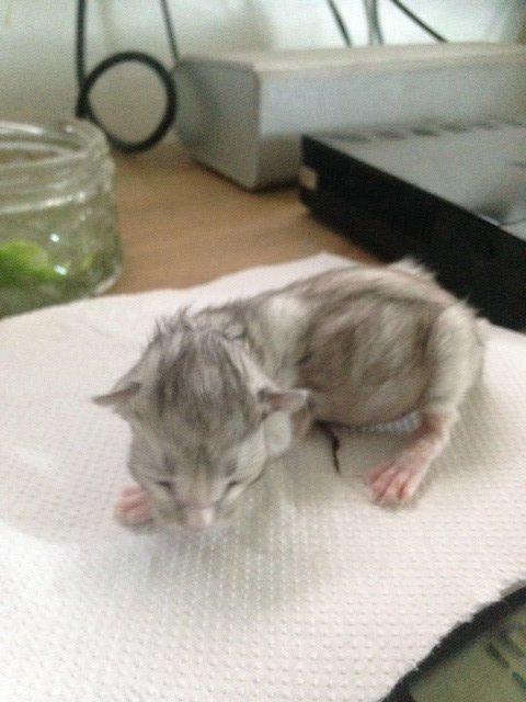 Maine Coon Valbjerggaard's Gandhi billede 1