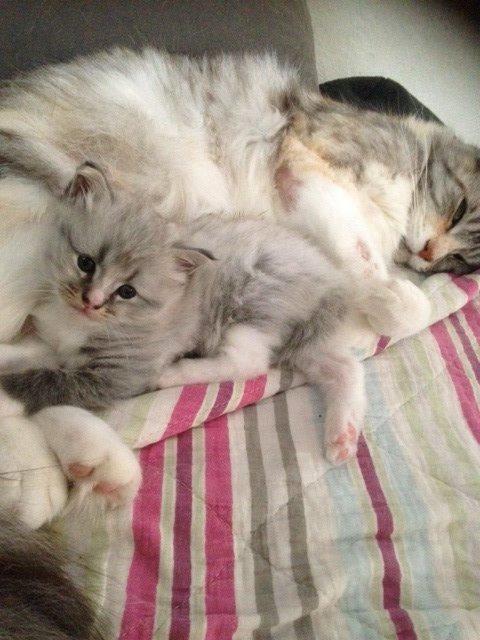 Maine Coon Valbjerggaard's Gandhi billede 4