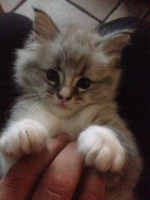 Maine Coon Valbjerggaard's Gandhi billede 5