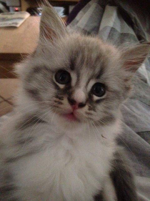 Maine Coon Valbjerggaard's Gandhi billede 6