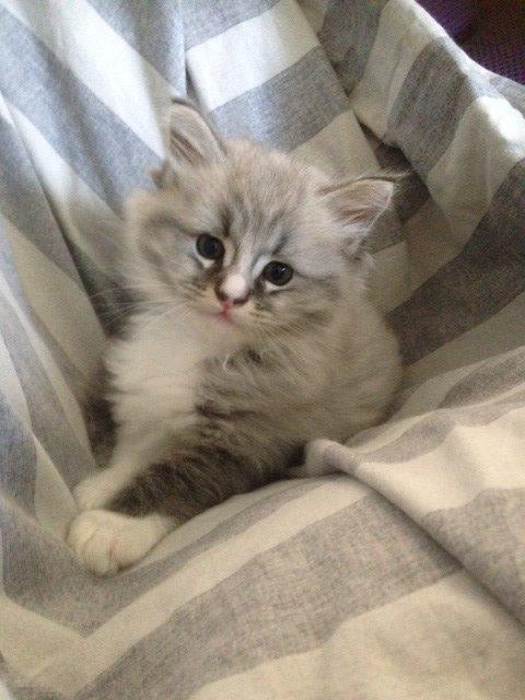 Maine Coon Valbjerggaard's Gandhi billede 7