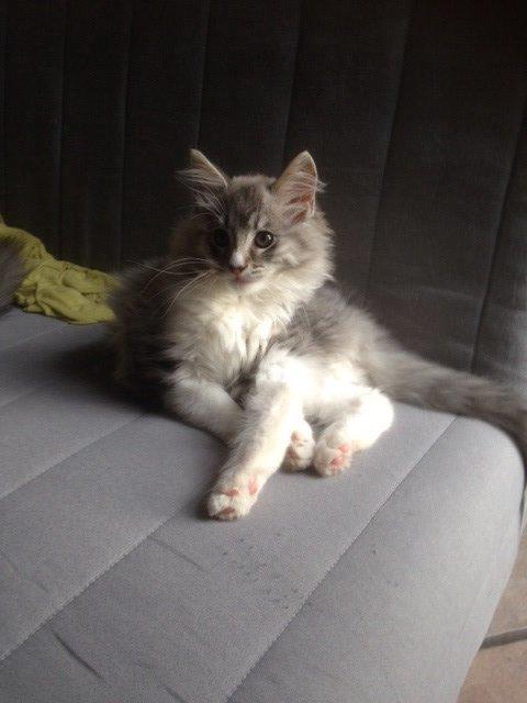 Maine Coon Valbjerggaard's Gandhi billede 8