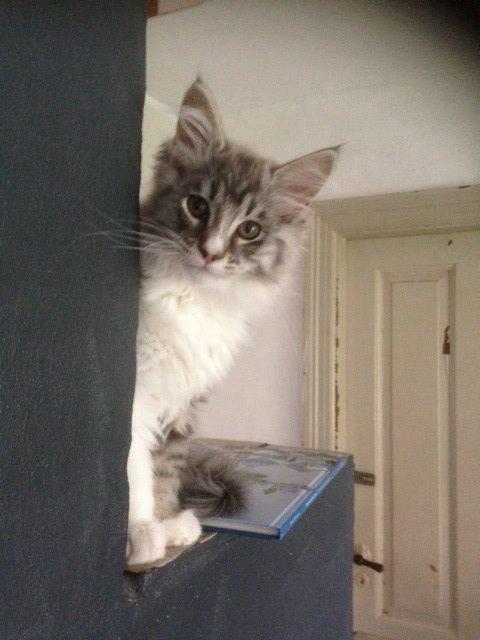 Maine Coon Valbjerggaard's Gandhi billede 9