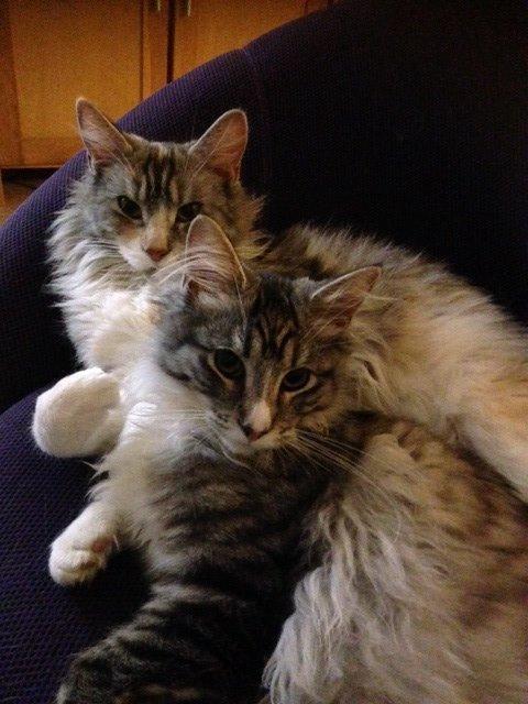 Maine Coon Valbjerggaard's Gandhi billede 10