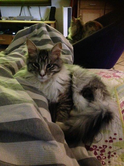 Maine Coon Valbjerggaard's Gandhi billede 11