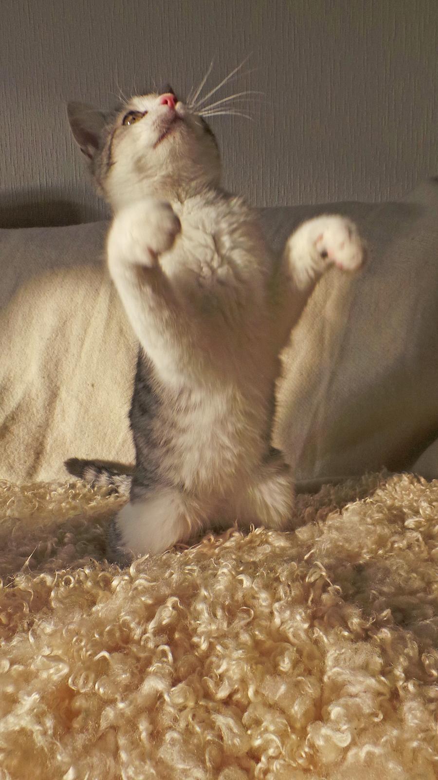 Blanding af racer Felix billede 6