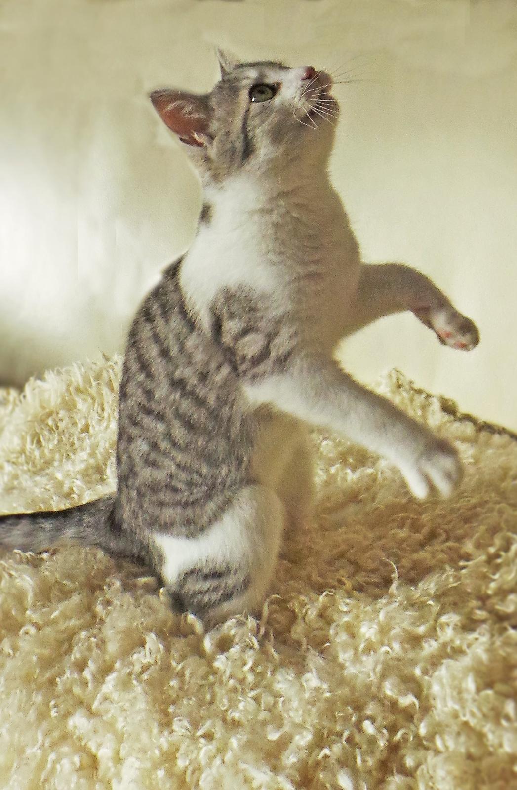 Blanding af racer Felix billede 7