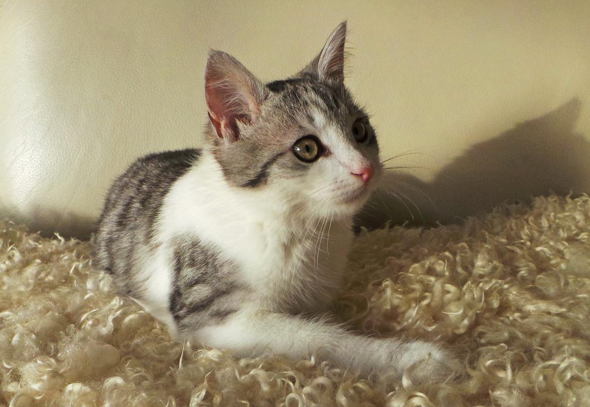 Blanding af racer Felix billede 5