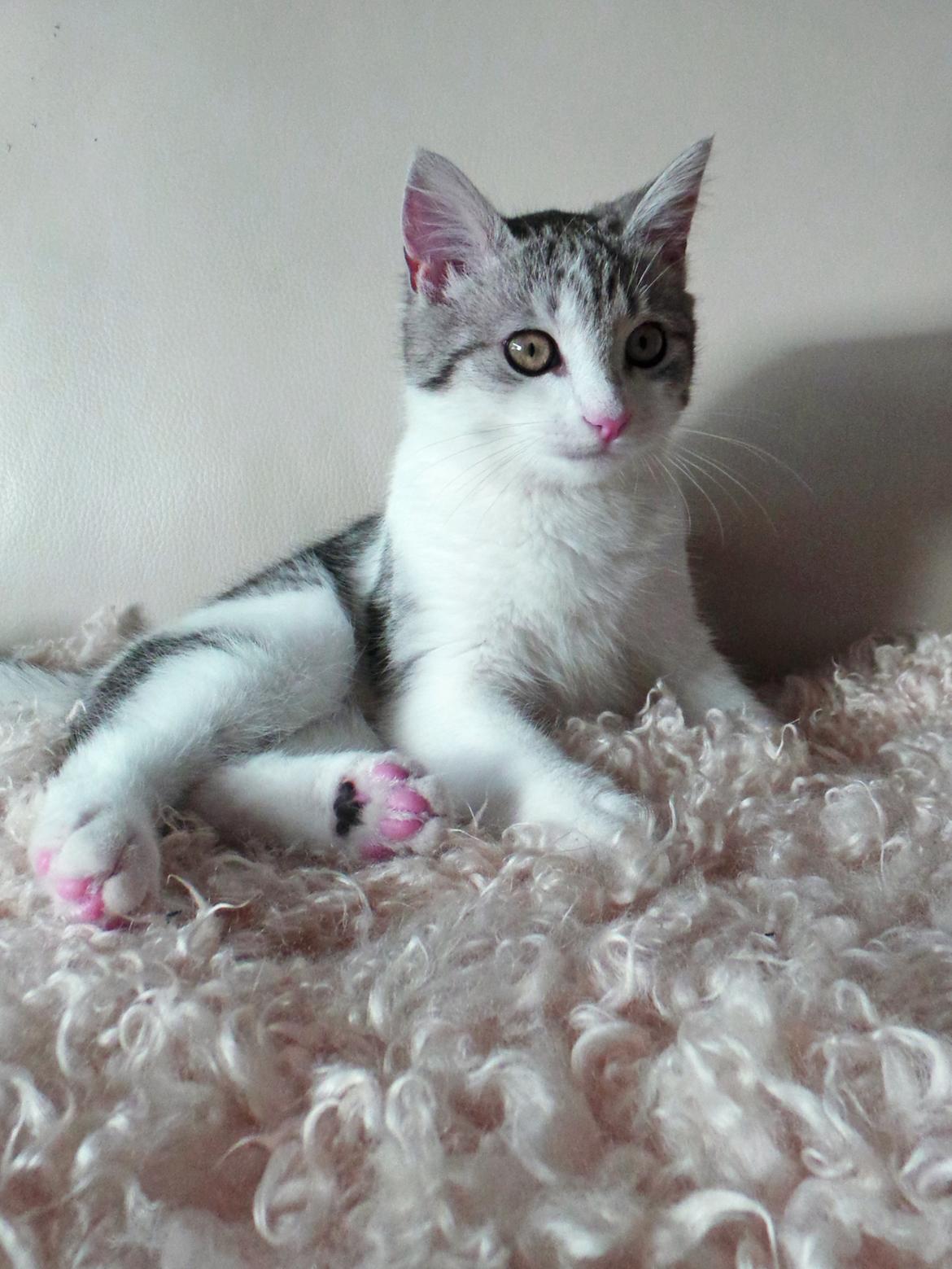 Blanding af racer Felix billede 10