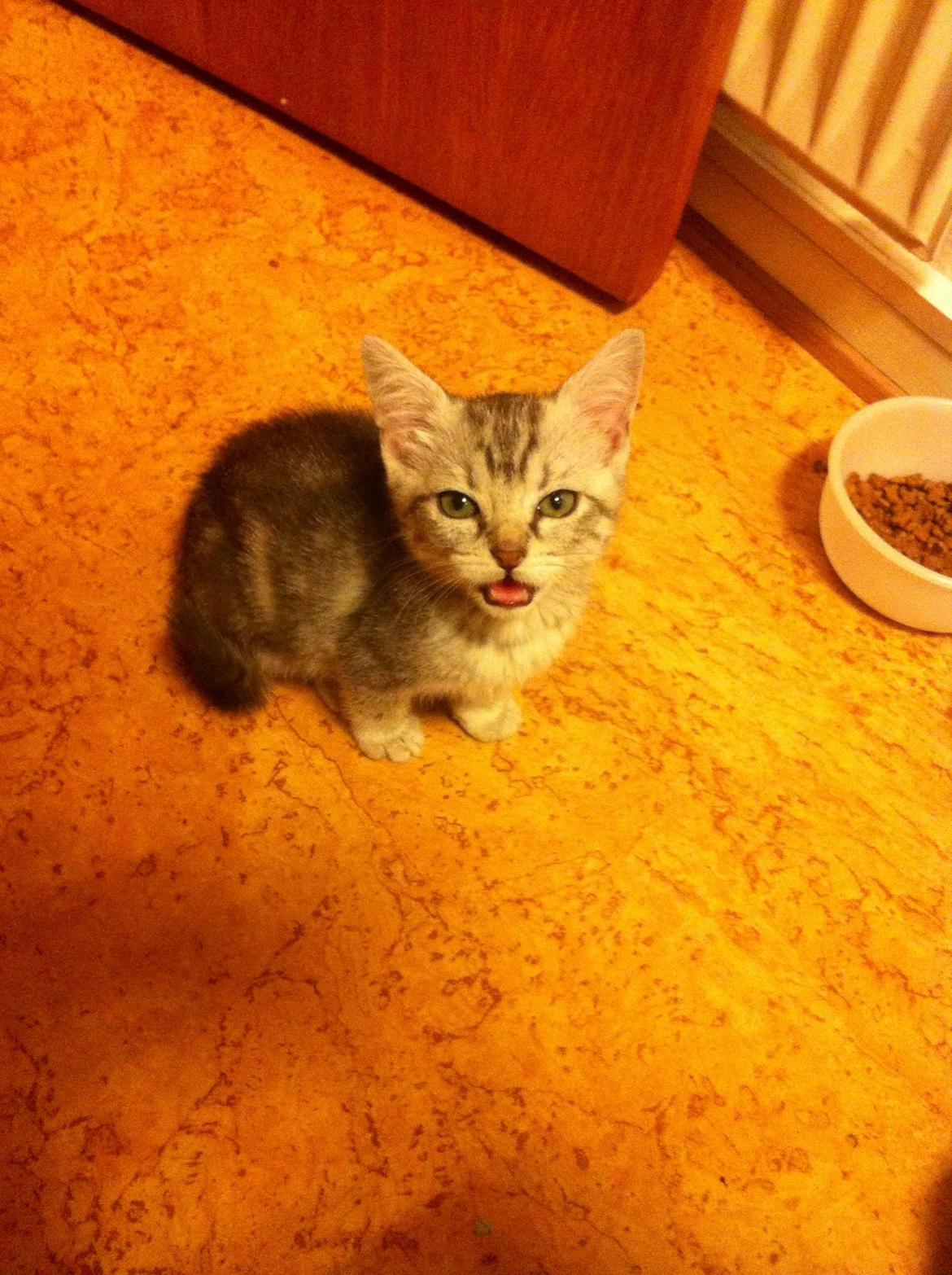 Huskat Mille billede 1