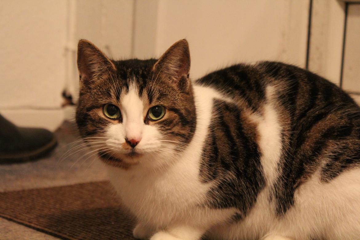 Huskat Trulle (Troels) billede 10