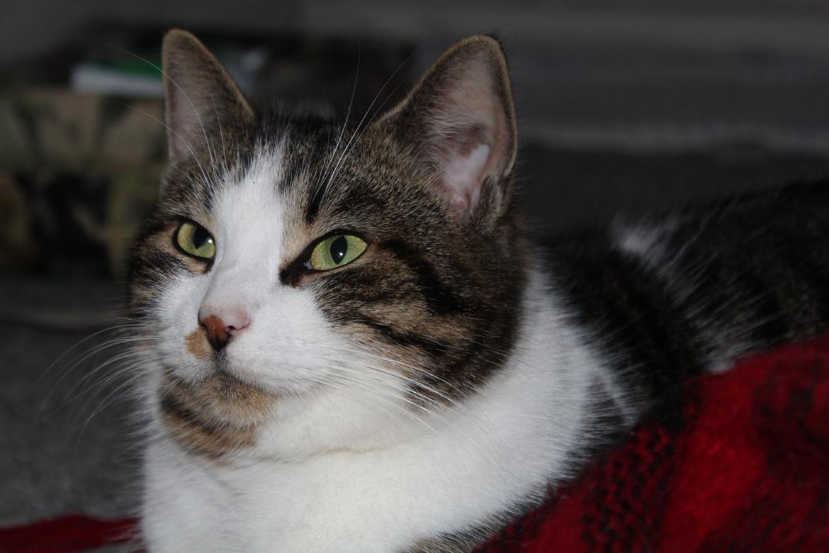 Huskat Trulle (Troels) billede 12