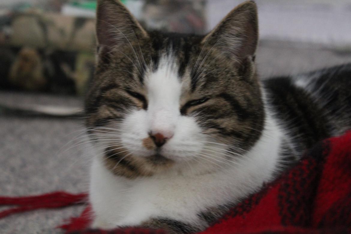 Huskat Trulle (Troels) billede 11