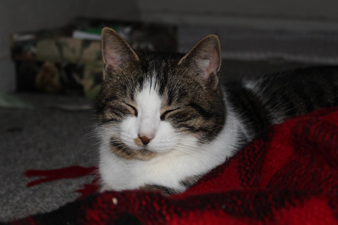 Huskat Trulle (Troels) billede 13