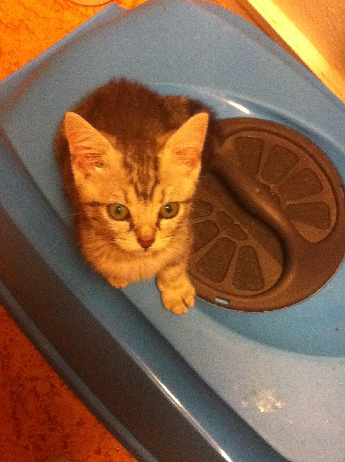 Huskat Mille billede 2