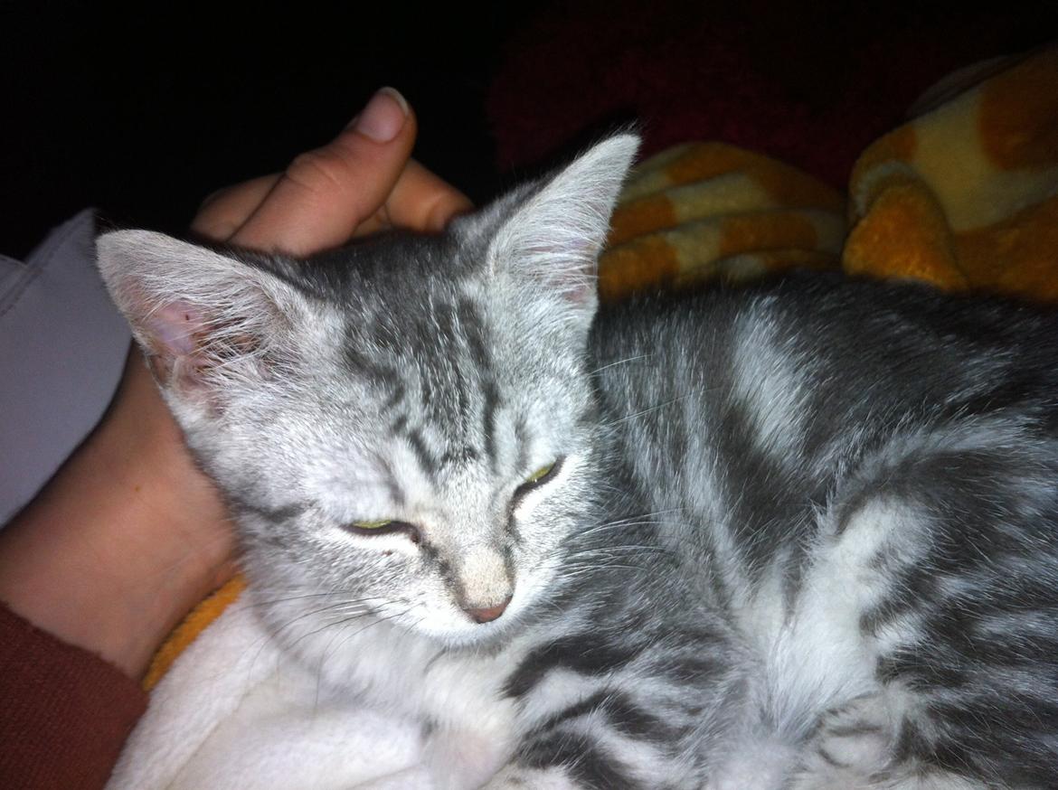 Huskat Mille billede 3